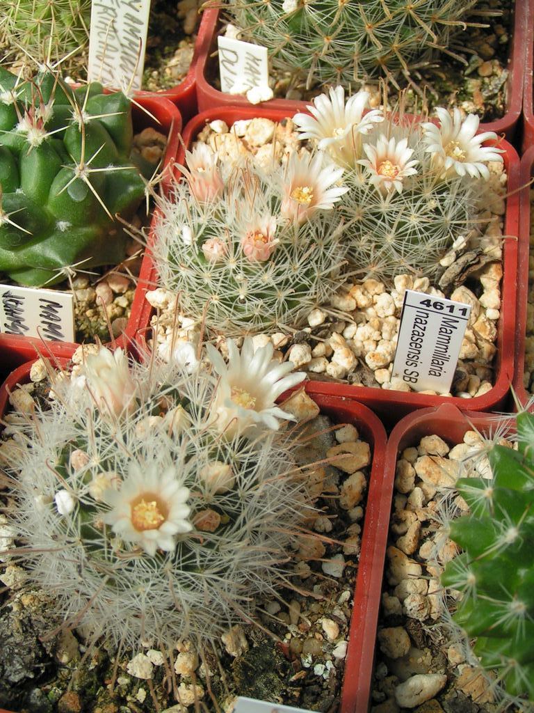 Mammillaria nazasensis SB 489